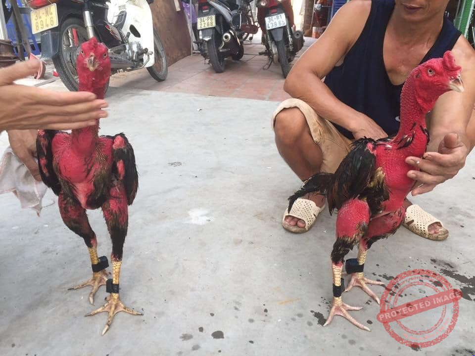 Gà chưa được luyện tập nên vẫn còn bị yếu chân