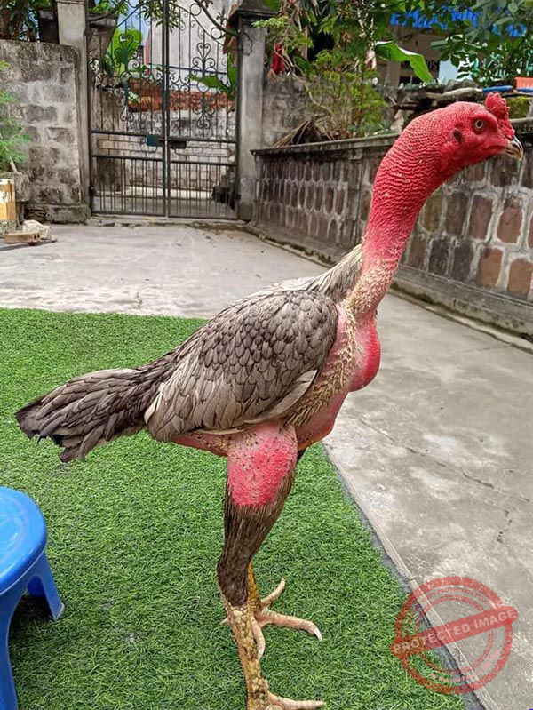 Phòng bệnh cho gà một cách hiệu quả. Hạn chế gà bị yếu chân, mất gân.