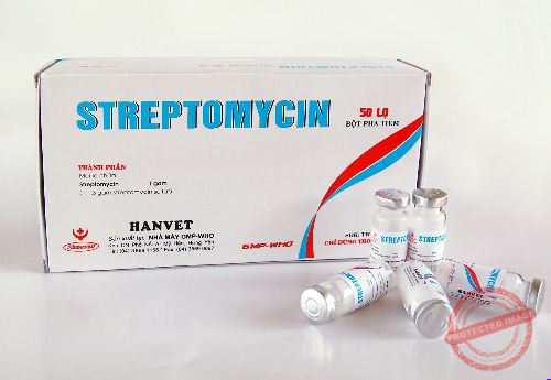 Thuốc kháng sinh Streptomycin cho gà chữa bệnh gà bị khô chân