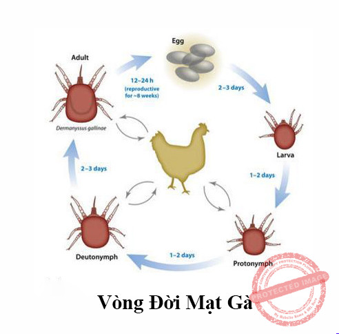 Vòng đời của con bọ mạt gà.