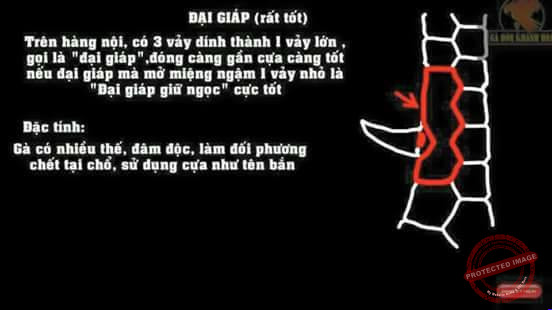 Cách xem vảy gà chọi tốt xấu.