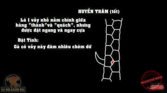 Vảy gà chọi tốt huyền trâm