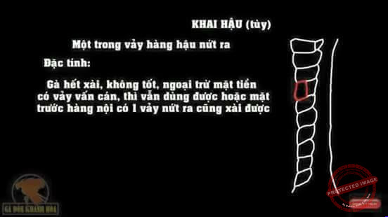 Vảy gà chọi khai hậu đá hay.