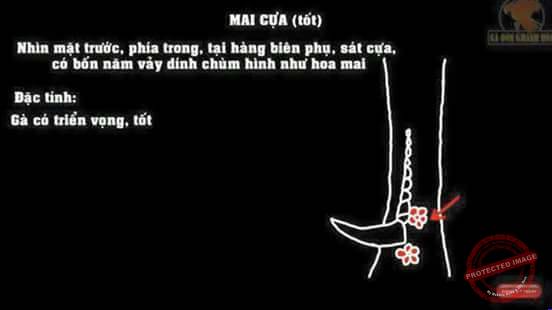Cách xem vảy gà chọi mai cựa