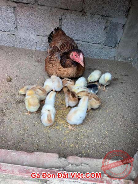 Chữa gà con úm bị khô chân