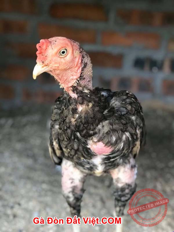 Gà bị bệnh khô chân teo lườn xệ cánh sang bên trái