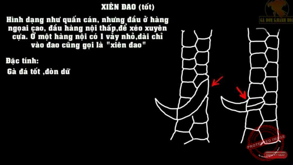 Vảy gà tốt xấu chưa quyết định gà có đá hay hay không?