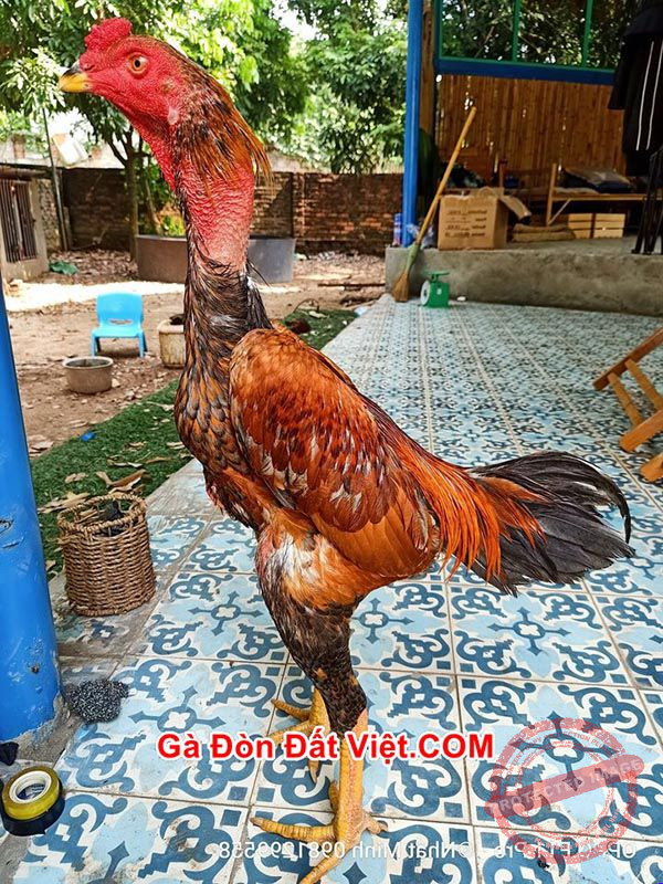 Gà Điều Xanh Mạng Gì? Gà Điều Đá Ngày Nào Thì Tốt? 20 Gà điều đá ngày nào thì khả năng dành chiến thắng cao?