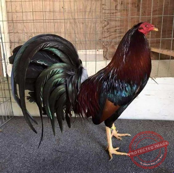 Gà Điều Xanh Mạng Gì? Gà Điều Đá Ngày Nào Thì Tốt? 17 Gà điều xanh mạng gì?