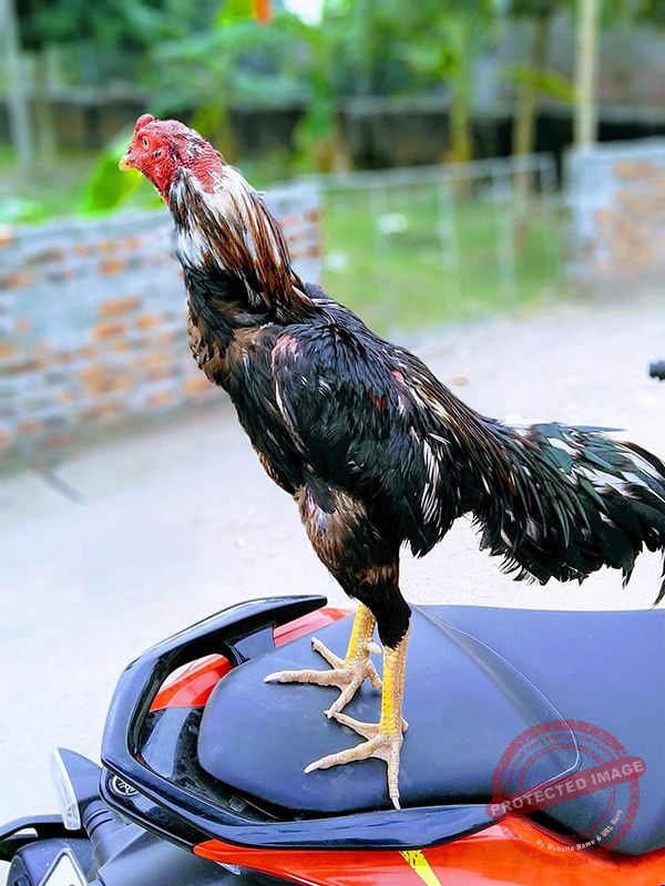 Gà Điều Xanh Mạng Gì? Gà Điều Đá Ngày Nào Thì Tốt? 18 Màu mạng gà điều bông là gì?