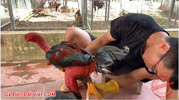 Vào nghệ gà vùng xương chậu của gà