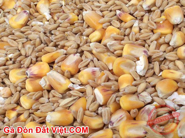 Thức ăn cho gà chưa đúng chủng loại.