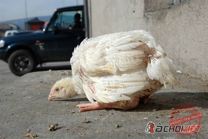 bệnh hay gặp ở gà con - bệnh Marek