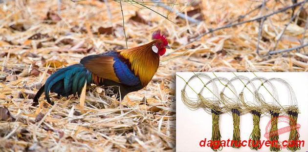 cách bẫy gà rừng 