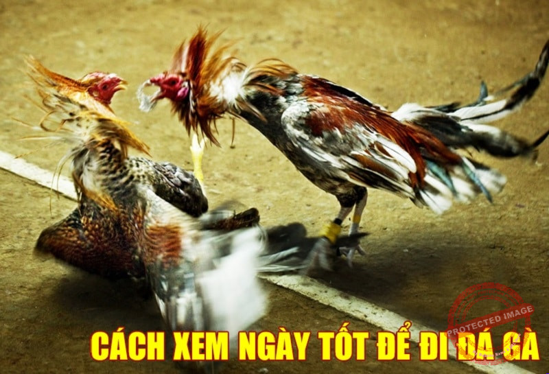 Tổng Hợp Các Cách Xem Ngày Đá Gà Được Áp Dụng Nhiều Nhất Hiện Nay