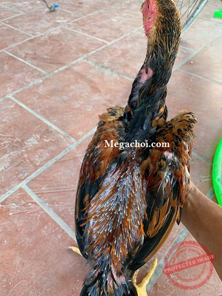 Gà uống thuốc kích lông