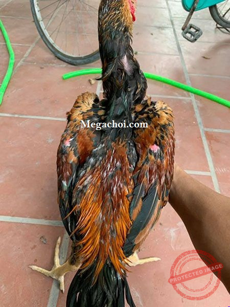 Gà chọi thay lông đẹp