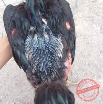 Gà uống thuốc kích lông