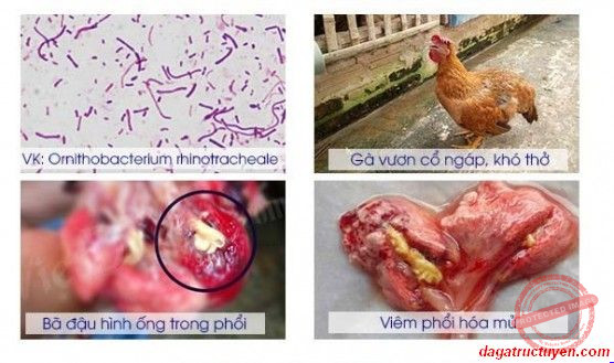 Bệnh ORT ở gà