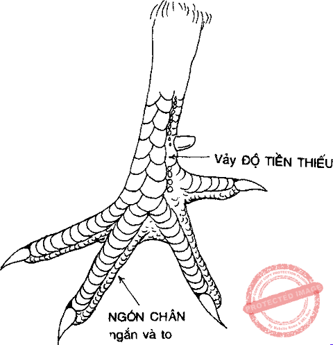 Vảy độ tiền thiếu
