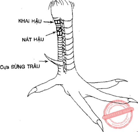Vảy khai hậu