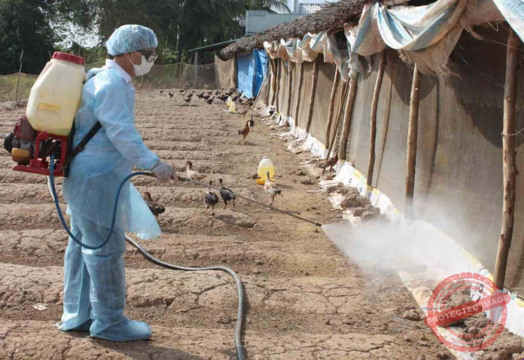 Gà bị té gió