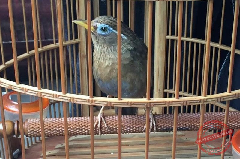 Cách nuôi chim họa mi